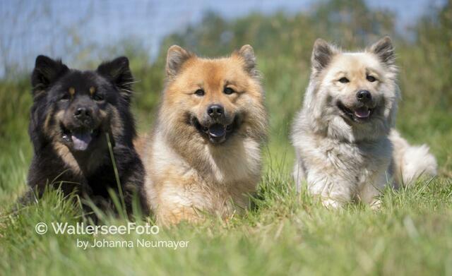 Foto: wallerseefoto.com