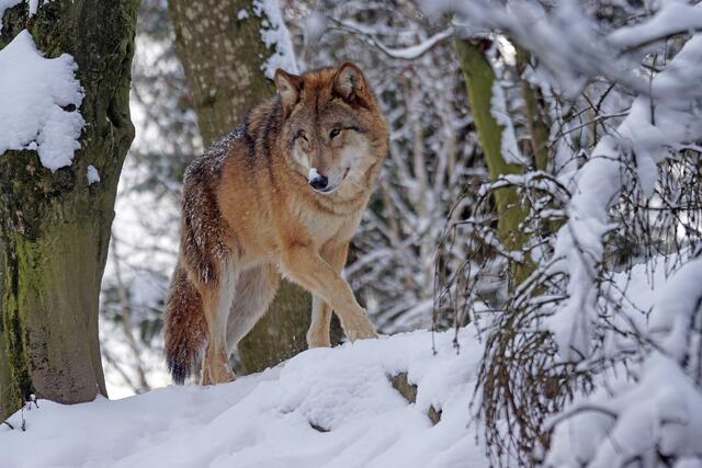 Angeblich ist gerade ein Wolf im Murtal unterwegs (Symbolbild). | Foto: Pixabay