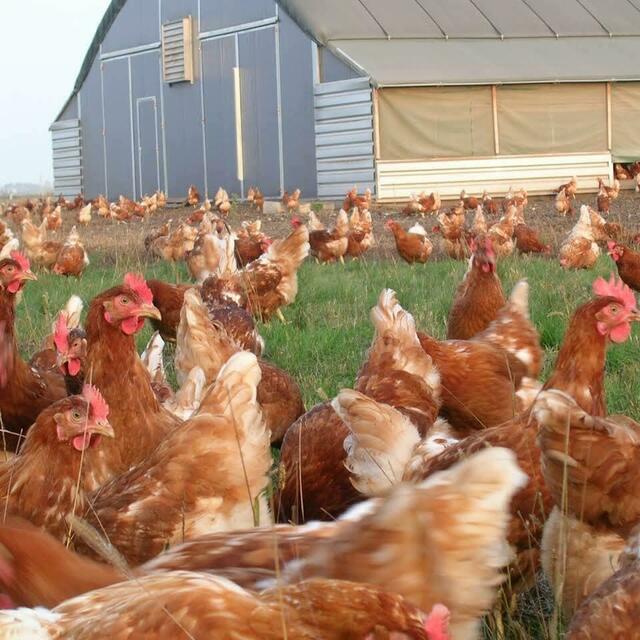 Die knapp 6.000 Hühner bei Lunzer Bio-Eier in Gols müssen aktuell im Stall bleiben. | Foto: Lunzer Bio-Eier