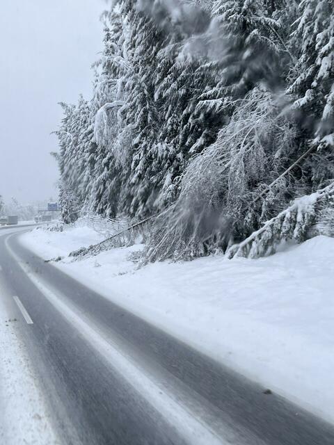 Durch die Schneelast wurden zahlreiche Bäume geknickt. | Foto: Bratschko