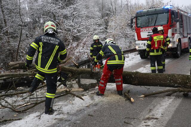 Anhaltende Schneefälle und starke Sturmböen führen zum blockierten Straßen durch umgefallene Bäume. Wie hier in Thalheim standen die Feuerwehren vielerorts im Einsatz. | Foto: Matthias Lauber/laumat.at