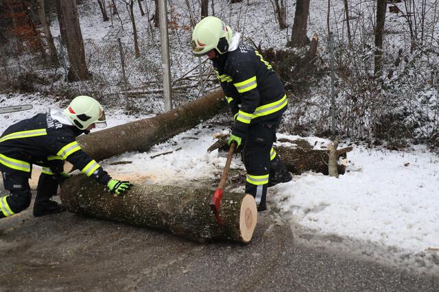 Anhaltende Schneefälle und starke Sturmböen führen zum blockierten Straßen durch umgefallene Bäume. Wie hier in Thalheim standen die Feuerwehren vielerorts im Einsatz. | Foto: Matthias Lauber/laumat.at