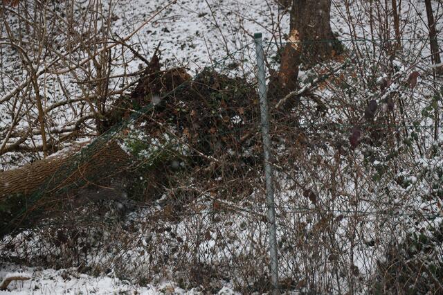 Anhaltende Schneefälle und starke Sturmböen führen zum blockierten Straßen durch umgefallene Bäume. Wie hier in Thalheim standen die Feuerwehren vielerorts im Einsatz. | Foto: Matthias Lauber/laumat.at