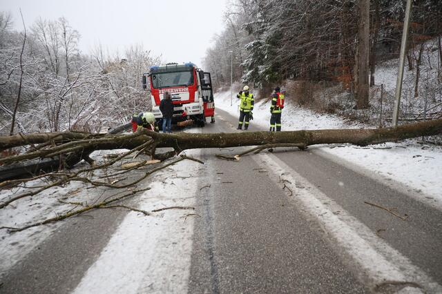 Anhaltende Schneefälle und starke Sturmböen führen zum blockierten Straßen durch umgefallene Bäume. Wie hier in Thalheim standen die Feuerwehren vielerorts im Einsatz. | Foto: Matthias Lauber/laumat.at