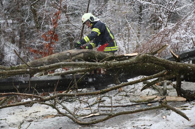 Anhaltende Schneefälle und starke Sturmböen führen zum blockierten Straßen durch umgefallene Bäume. Wie hier in Thalheim standen die Feuerwehren vielerorts im Einsatz. | Foto: Matthias Lauber/laumat.at