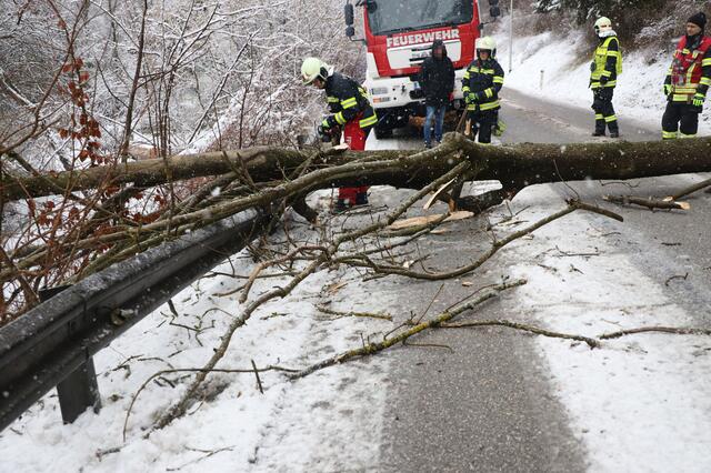 Anhaltende Schneefälle und starke Sturmböen führen zum blockierten Straßen durch umgefallene Bäume. Wie hier in Thalheim standen die Feuerwehren vielerorts im Einsatz. | Foto: Matthias Lauber/laumat.at
