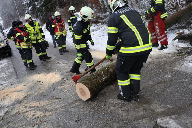 Anhaltende Schneefälle und starke Sturmböen führen zum blockierten Straßen durch umgefallene Bäume. Wie hier in Thalheim standen die Feuerwehren vielerorts im Einsatz. | Foto: Matthias Lauber/laumat.at