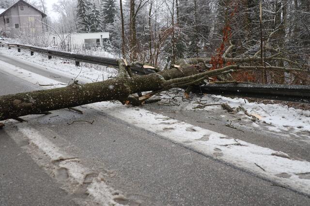 Anhaltende Schneefälle und starke Sturmböen führen zum blockierten Straßen durch umgefallene Bäume. Wie hier in Thalheim standen die Feuerwehren vielerorts im Einsatz. | Foto: Matthias Lauber/laumat.at