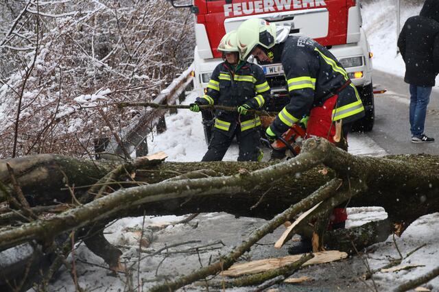 Anhaltende Schneefälle und starke Sturmböen führen zum blockierten Straßen durch umgefallene Bäume. Wie hier in Thalheim standen die Feuerwehren vielerorts im Einsatz. | Foto: Matthias Lauber/laumat.at