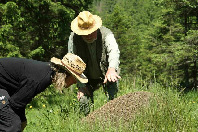 Ameisenforscher Heri Wagner mit Ranger Reinhard Pekny | Foto: Laura Pabst