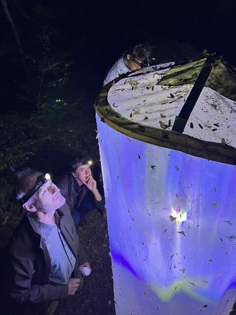 Insekten-Forschung am Leuchtturm im Wildnisgebiet Dürrenstein-Lassingtal | Foto: Laura Pabst