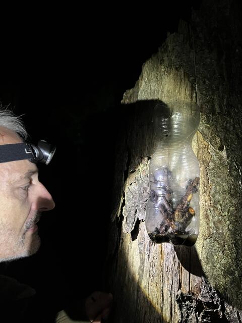 Käferexperte Petr Zábranský untersucht eine Köderfalle im Rothwald | Foto: Laura Pabst