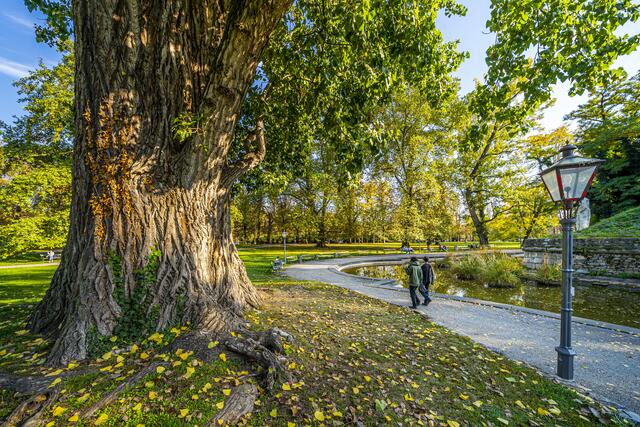 Der Park umfasst rund 2.000 Bäume, darunter 150 verschiedene Baumarten.  | Foto: Stadt Graz/Fischer