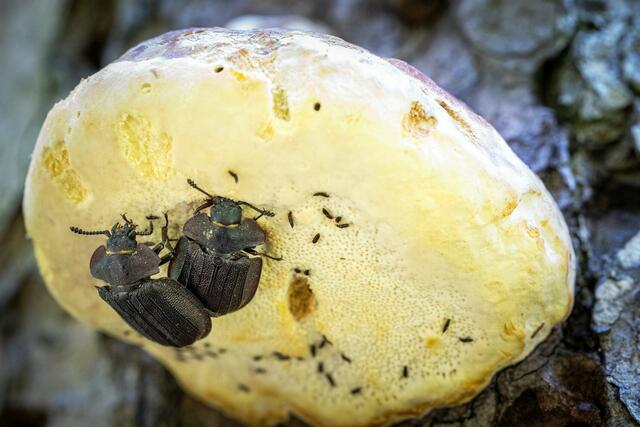 Eine seltene Urwaldrelikart auf der Unterseite des Baumpilzes Peltis grossum | Foto: Theo Kust