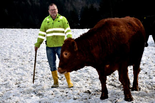  15 Wagyus, edle Japaner, stehen im Stall des Biohofs Tradtner. | Foto: Robert Zinterhof