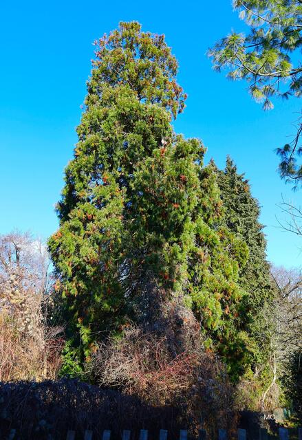 Mammutbaum, Graz, Ökö-Insel Urwald