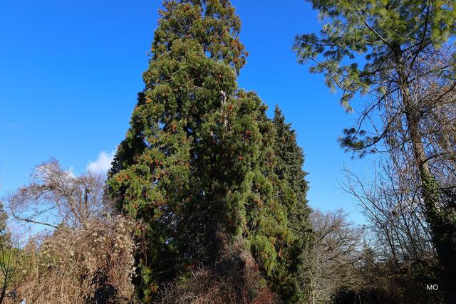 Urwald, Graz, St. Peter, Mammutbaum