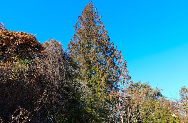 Urwald am Messendorfberg, Graz