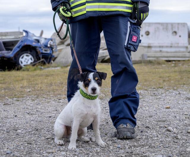 Eines der beiden Rettungshundestaffel-Teams der Feuerwehr Wien, die bei der Suche helfen sollen. | Foto: Berufsfeuerwehr Wien