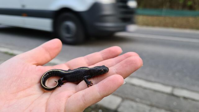 Ein ganz besonderer Fund 2022: fünf seltene Alpenkammmolche wurden vor dem Überfahrenwerden gerettet! Die Tiere sind vom Aussterben bedroht. | Foto: VGT