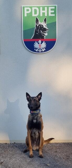 "Chase" und seine feine Nase fuhren schon so manchem Gauner in die Parade. | Foto: LPD Wien