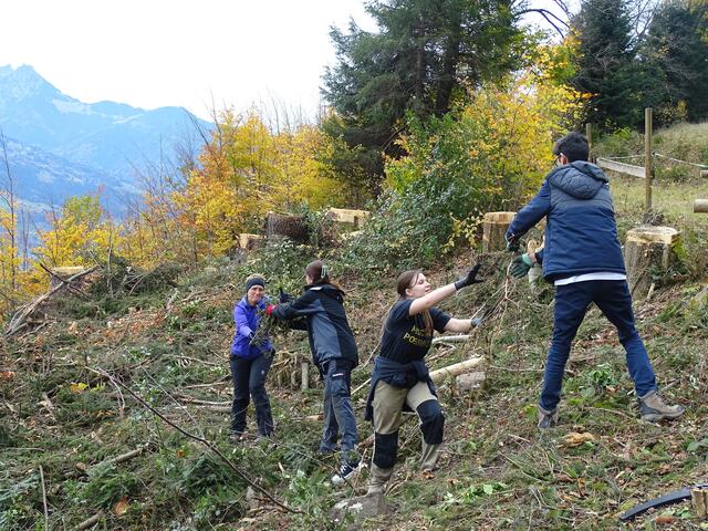 Freilegen der Naturverjüngung | Foto:  KLAR! Im Walgau