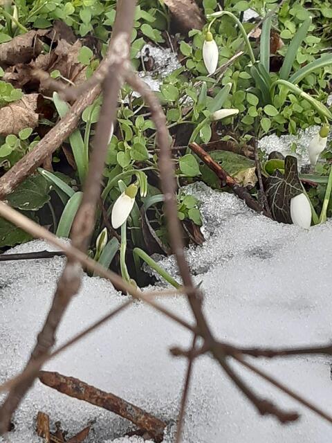 Erste Frühlingsblüher Schneeglöckchen | Foto: Violetta Viori