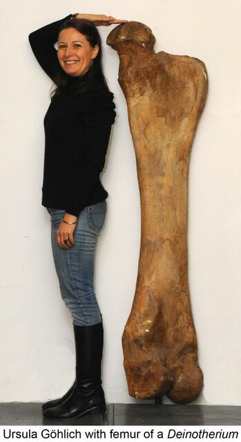 Ursula Göhlich mit einem Oberschenkelknochen eines Deinotherium (=Hauerelefant) aus Kettlasbrunn, NÖ. 
 | Foto: NHM Wien