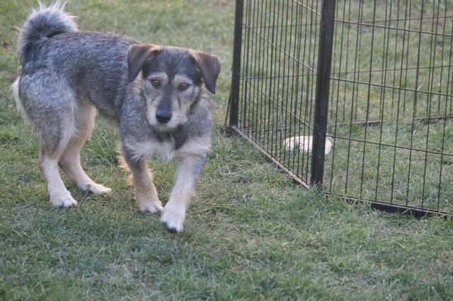 Lotte, geb. 05.05.2020, ist eine verträgliche brave Hündin mit etwa 40 Zentimeter Stockmaß. | Foto: zVg