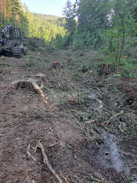 Nachher: Schwere Maschinen, sogenannte Harvester zerstörten auch den Boden und das Bachbett | Foto: Naturschutzverein Forchtenstein