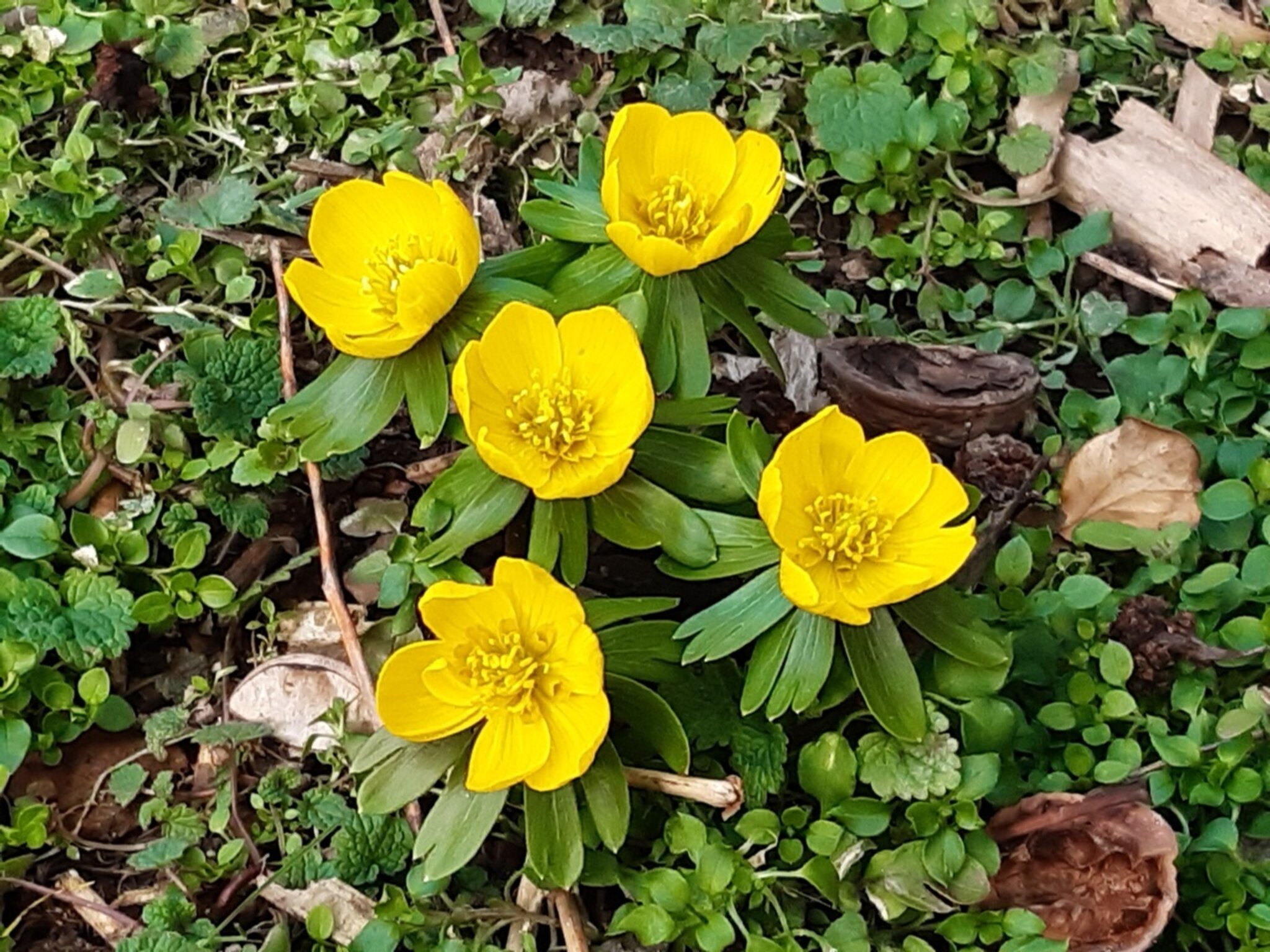 Erste Vorfrühlingsboten entdeckt Hahnenfußgewächs Gelb blühender
