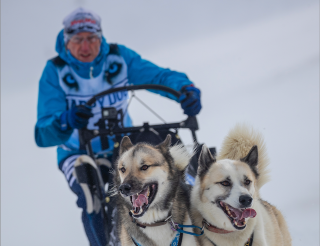 Im Schnee sind die Grönlandhunde in ihrem Element. | Foto: Klaus Bäumel/Erwin Heckl Photography