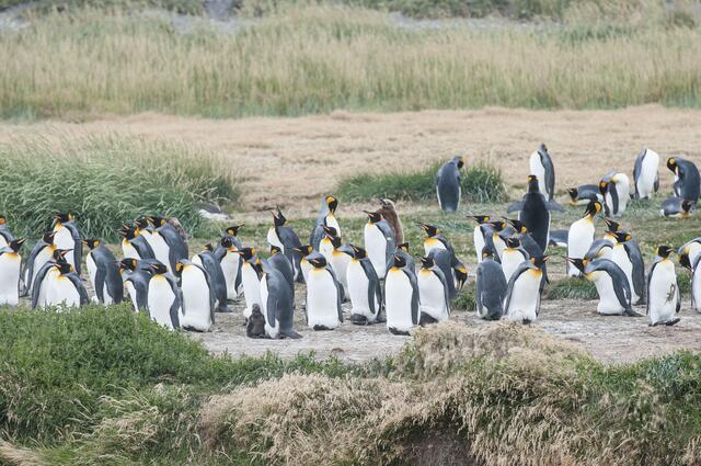 Königspinguine auf Patagonien. | Foto: Wolfgang Kunstmann