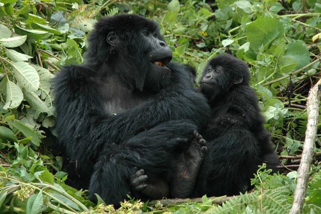 Berggorillas in Uganda. | Foto: Wolfgang Kunstmann