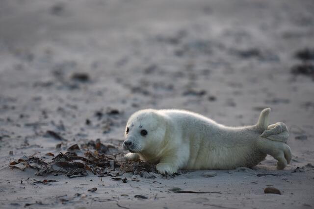 Wolfgang Kunstmann hat hier eine Robbe auf Helgoland fotografiert. | Foto: Wolfgang Kunstmann