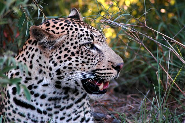 Eine Nahaufnahme eines Leoparden in Südafrika. | Foto: Wolfgang Kunstmann