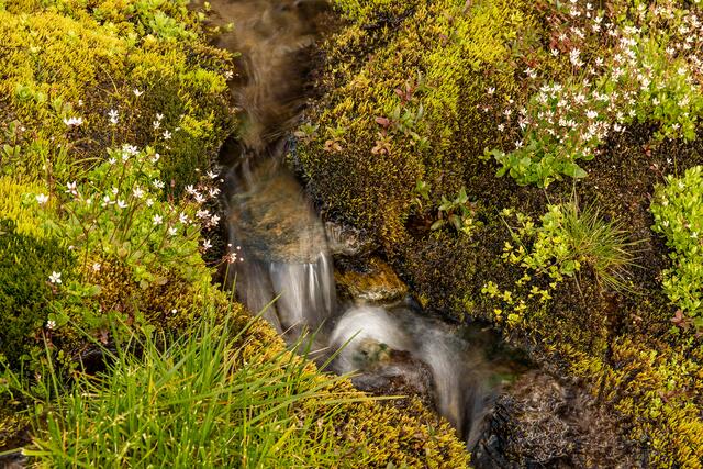 Durch den Kraftwerkausbau im Kaunertal würden die Moore im Platzertal zerstört werden. | Foto: Sebastian Frölich