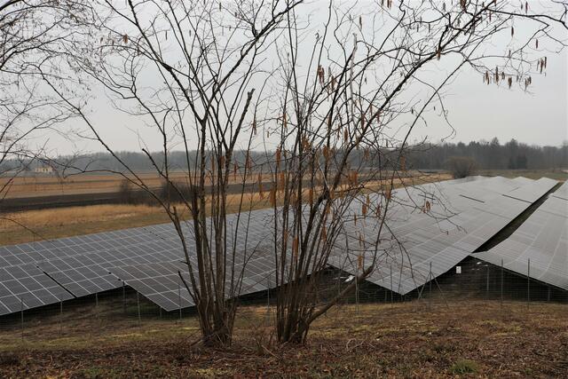 Die Freiflächen-PV-Anlage von Roto Frank wurde auf einem brachliegenden Grundstück errichtet, das für die Landwirtschaft nicht geeignet ist. | Foto: Edith Ertl