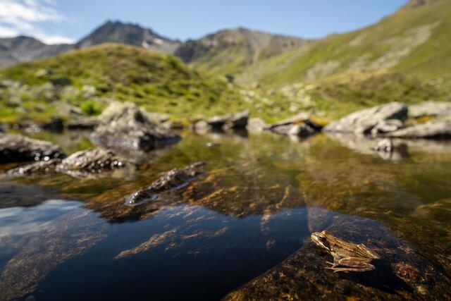 Die Moore spielen als Kohlenstoffsenker eine tragende Rolle im Kampf gegen die Biodiversitäts- und Klimakrise. | Foto: Sebastian Frölich