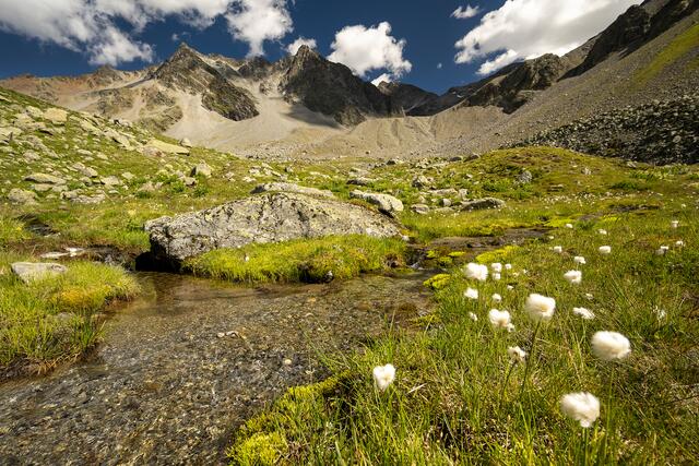 Die Naturschutzorganisation WWF fordert nun den Schutz aller Moore in Österreich, denn nur ein Bruchteil ist derzeit geschützt. | Foto: Sebastian Frölich