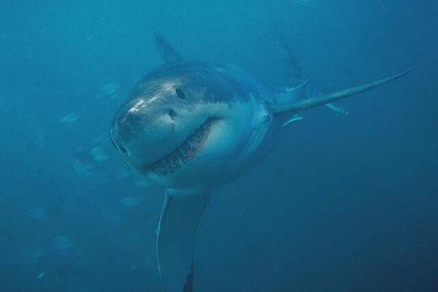 In Südafrika hat Wolfgang Kunstmann weiße Haie hautnah erlebt und fotografiert. | Foto: Wolfgang Kunstmann