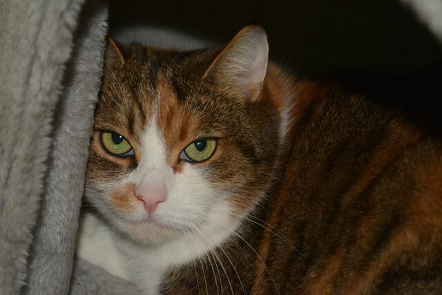 Die eher Frauenbezogene Gina ist anfangs zurückhaltend und etwas schüchtern, ist aber nach einiger Zeit eine sehr freundliche und brave Wohnungskatze. | Foto: TSV St. Pölten