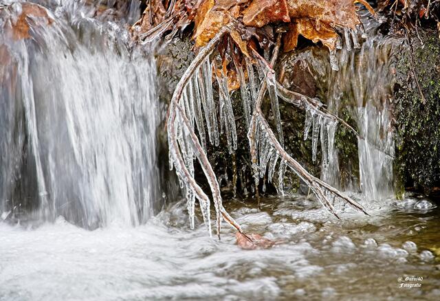 ........das Eis hat sich über den Zweig gelegt ....