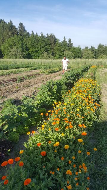 Im Einklang mit Natur und Tier baut die Solawi "Futter Natur" in Wallern Gemüse, Kräuter, Obst, Beeren und Schnittblumen in Bio-Qualität an. | Foto: futter:natur