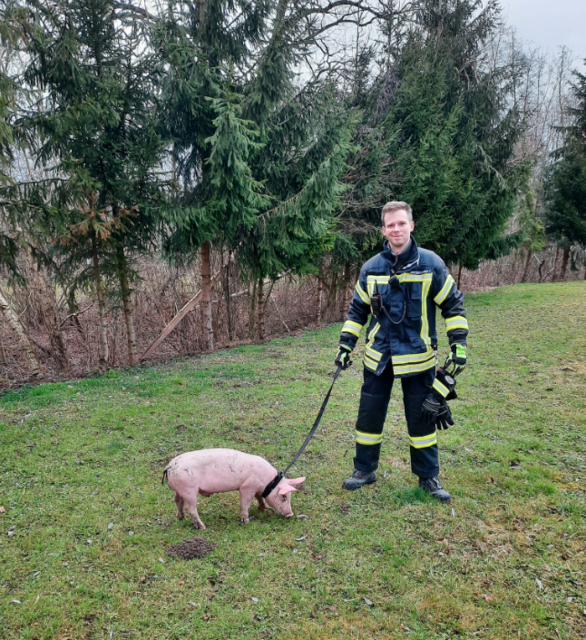 Die Freiwillige Feuerwehr Niederneukirchen brachte das eingefangene Ferkel in einen Stall.  | Foto: Freiwillige Feuerwehr Niederneukirchen