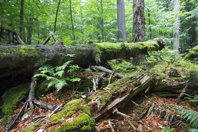 Den Urwald kann man dank moderner Technik im Haus der Wildnis in Lunz am See hautnah erleben. | Foto:  Hans Glader