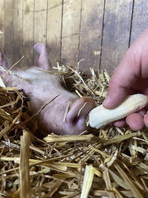 Fundferkel Rudi wird von der Pfotenhilfe Lochen aufgenommen.  | Foto: Pfotenhilfe Lochen