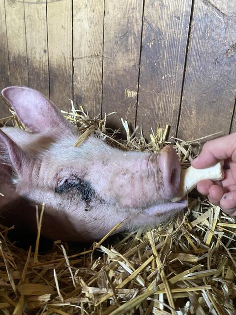 Foto: Pfotenhilfe Lochen