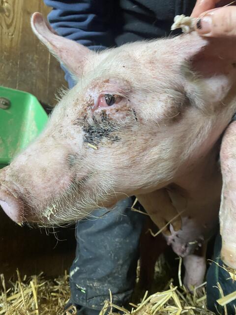 Fundferkel Rudi scheint Probleme mit den Augen zu haben.  | Foto: Pfotenhilfe Lochen