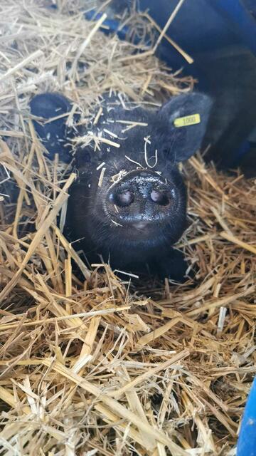 Foto: Julia Mitterbauer